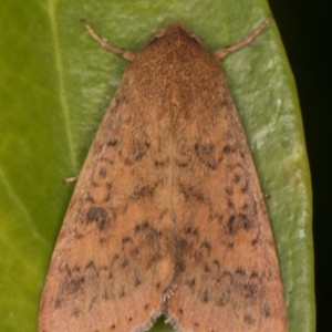 Australothis rubrescens at Melba, ACT - 28 Feb 2022 09:44 PM