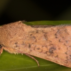 Australothis rubrescens at Melba, ACT - 28 Feb 2022