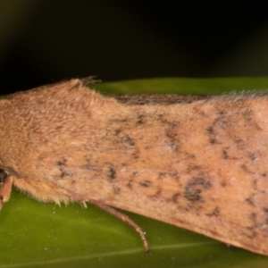 Australothis rubrescens at Melba, ACT - 28 Feb 2022