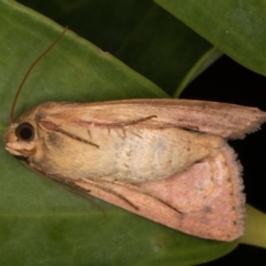 Australothis rubrescens at Melba, ACT - 28 Feb 2022