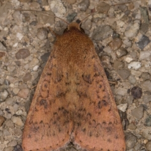 Australothis rubrescens at Melba, ACT - 28 Feb 2022 09:44 PM