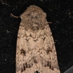 Proteuxoa capularis (Half-moon Noctuid) at Melba, ACT - 28 Feb 2022 by kasiaaus