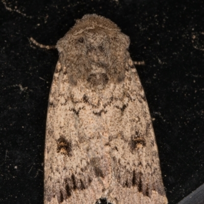 Proteuxoa capularis (Half-moon Noctuid) at Melba, ACT - 28 Feb 2022 by kasiaaus