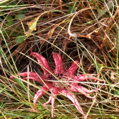 Aseroe rubra (Anemone Stinkhorn) at Perisher Valley, NSW - 5 Apr 2022 by LyndalT