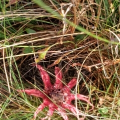 Aseroe rubra at Perisher Valley, NSW - 5 Apr 2022 02:15 PM