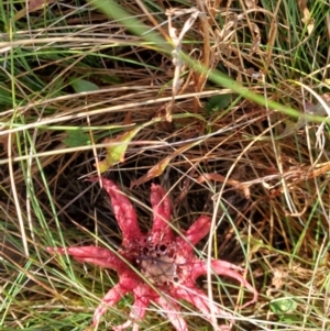 Aseroe rubra at Perisher Valley, NSW - 5 Apr 2022 02:15 PM