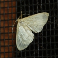 Scopula rubraria (TBC) at Tathra, NSW - 22 Mar 2022 by KerryVance