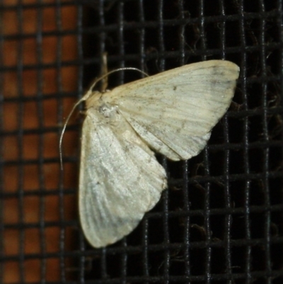 Unidentified Geometer moth (Geometridae) at Tathra, NSW - 22 Mar 2022 by KerryVance