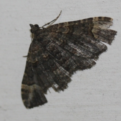 Unidentified Geometer moth (Geometridae) at Tathra, NSW - 22 Mar 2022 by KerryVance