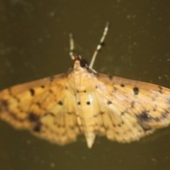 Herpetogramma cynaralis at Tathra, NSW - 18 Mar 2022 by KerryVance