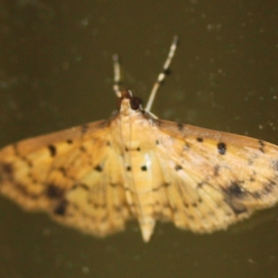 Unidentified Pyralid or Snout Moth (Pyralidae & Crambidae) at Tathra, NSW - 18 Mar 2022 by KerryVance