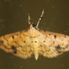Unidentified Pyralid or Snout Moth (Pyralidae & Crambidae) (TBC) at Tathra, NSW - 18 Mar 2022 by KerryVance