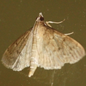 Herpetogramma licarsisalis at Tathra, NSW - 28 Mar 2022 08:19 PM
