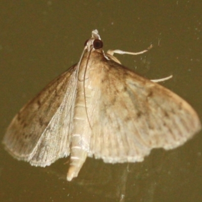 Unidentified Moth (Lepidoptera) at Tathra, NSW - 28 Mar 2022 by KerryVance