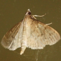 Unidentified Moth (Lepidoptera) (TBC) at Tathra, NSW - 28 Mar 2022 by KerryVance
