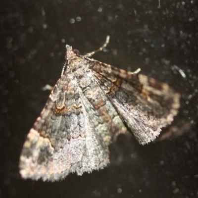 Unidentified Geometer moth (Geometridae) at Tathra Public School - 28 Mar 2022 by KerryVance