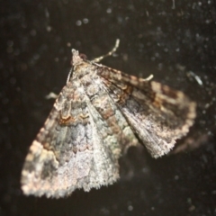 Unidentified Geometer moth (Geometridae) (TBC) at Tathra, NSW - 28 Mar 2022 by KerryVance
