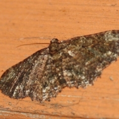 Unidentified Geometer moth (Geometridae) (TBC) at Tathra, NSW - 21 Mar 2022 by KerryVance