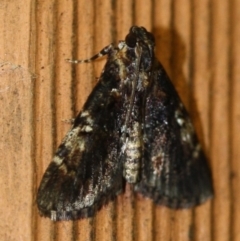 Unidentified Pyralid or Snout Moth (Pyralidae & Crambidae) at Tathra, NSW - 21 Mar 2022 by KerryVance