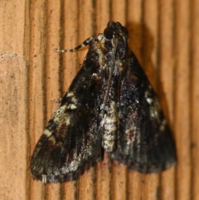Unidentified Pyralid or Snout Moth (Pyralidae & Crambidae) at Tathra, NSW - 21 Mar 2022 by KerryVance