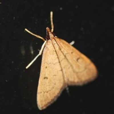 Unidentified Moth (Lepidoptera) at Tathra Public School - 26 Mar 2022 by KerryVance