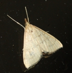 Metasia pharisalis at Tathra, NSW - 26 Mar 2022 10:39 PM