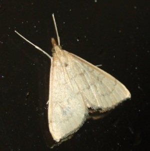 Metasia pharisalis at Tathra, NSW - 26 Mar 2022 10:39 PM