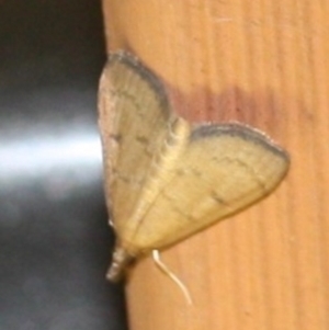 Metasia pharisalis at Tathra, NSW - 26 Mar 2022 10:39 PM