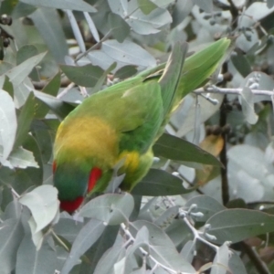 Glossopsitta concinna at Belconnen, ACT - 9 Apr 2022 08:48 AM