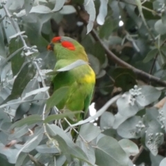 Glossopsitta concinna at Belconnen, ACT - 9 Apr 2022 08:48 AM