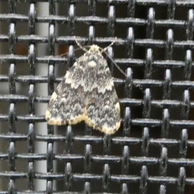 Halone sinuata (Rock Lichen Moth) at Belconnen, ACT - 9 Apr 2022 by JohnGiacon