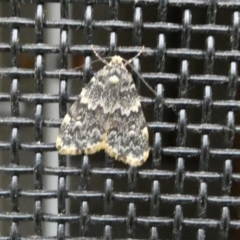 Halone sinuata (Rock Lichen Moth) at Belconnen, ACT - 8 Apr 2022 by jgiacon