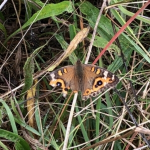 Junonia villida at Paddys River, ACT - 9 Apr 2022 11:44 AM