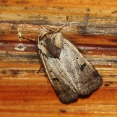 Unidentified Noctuoid moth (except Arctiinae) at Tathra, NSW - 26 Mar 2022 by KerryVance