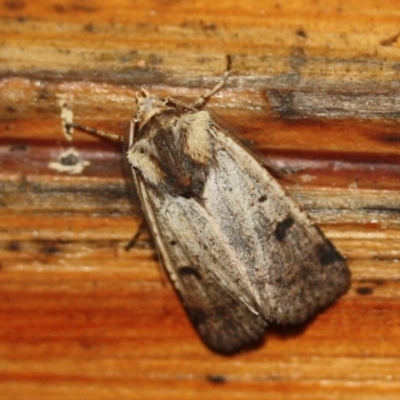 Agrotis porphyricollis at Tathra Public School - 26 Mar 2022 by KerryVance