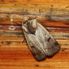 Unidentified Noctuoid moths (except Arctiinae) (TBC) at Tathra, NSW - 26 Mar 2022 by KerryVance