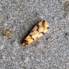 Tigrioides alterna (Alternating Footman) at Namadgi National Park - 9 Apr 2022 by KMcCue