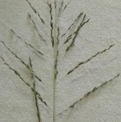 Eragrostis curvula (African Lovegrass) at Jerrabomberra, ACT - 9 Apr 2022 by CallumBraeRuralProperty