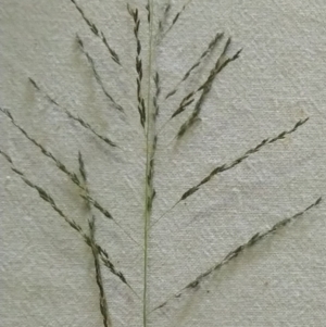 Eragrostis curvula at Jerrabomberra, ACT - 9 Apr 2022