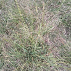 Eragrostis curvula at Jerrabomberra, ACT - 9 Apr 2022