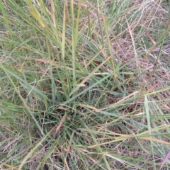 Eragrostis curvula at Jerrabomberra, ACT - suppressed