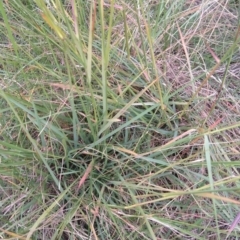 Eragrostis curvula at Jerrabomberra, ACT - 9 Apr 2022