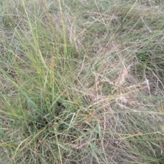 Eragrostis curvula at Jerrabomberra, ACT - suppressed