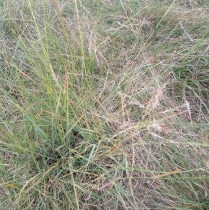 Eragrostis curvula at Jerrabomberra, ACT - 9 Apr 2022