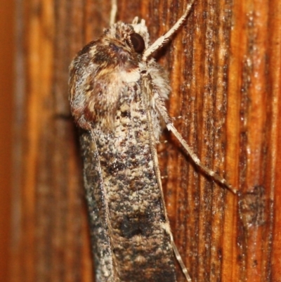 Agrotis porphyricollis at Tathra Public School - 17 Mar 2022 by KerryVance