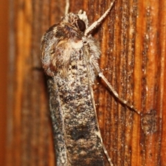 Unidentified Noctuoid moths (except Arctiinae) (TBC) at Tathra, NSW - 17 Mar 2022 by KerryVance