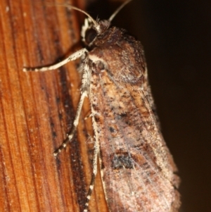 Agrotis porphyricollis at Tathra, NSW - 17 Mar 2022 09:37 PM