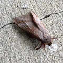 Oxycanus (genus) (Unidentified Oxycanus moths) at Paddys River, ACT - 9 Apr 2022 by KMcCue