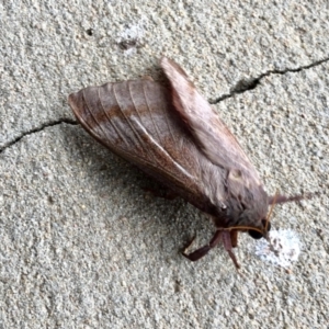 Oxycanus (genus) at Paddys River, ACT - 9 Apr 2022 10:30 AM