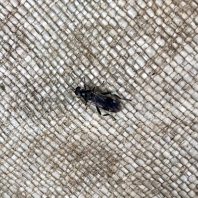 Exaireta spinigera (Garden Soldier Fly) at Flynn, ACT - 6 Apr 2022 by KMcCue